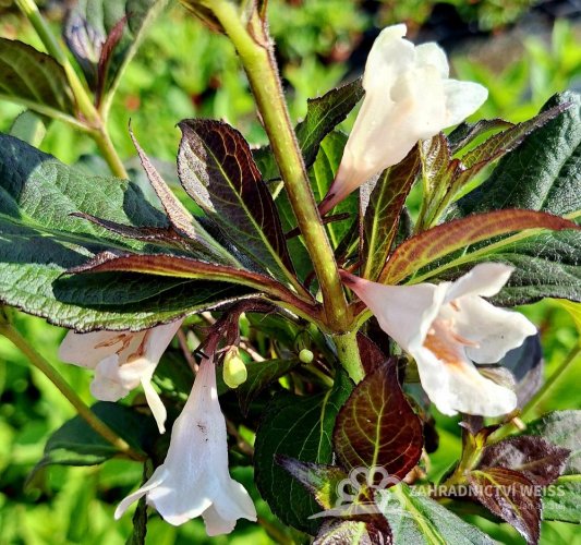 WEIGELA FLORIDA „BLACK AND WHITE“