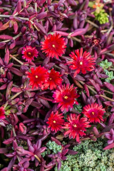 DELOSPERMA HYB. DESERT DANCER RED