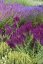 ŠALVĚJ HAJNÍ - SALVIA NEMOROSA SCHWELLENBURG