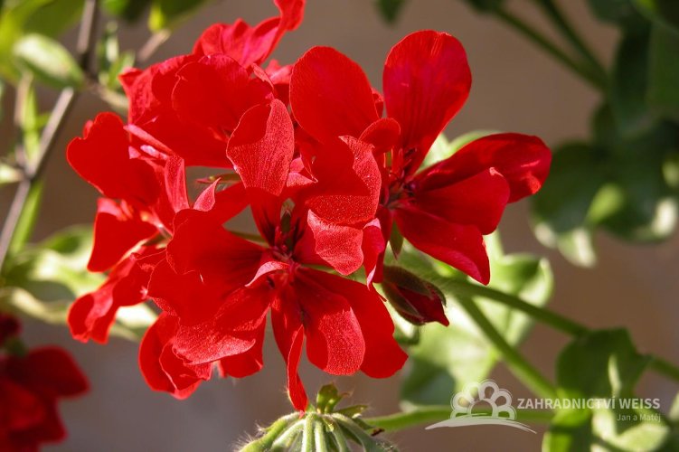 PŘEVISLÝ MUŠKÁT - PELARGONIE-  PLNOKVĚTÁ - ČERVENÁ