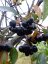 ARONIA MELANOCARPA - ARONIE ČERNÝ JEŘÁB