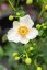 SASANKA - ANEMONE HYB. SUMMER BREEZE SNOW