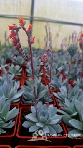 ECHEVERIA