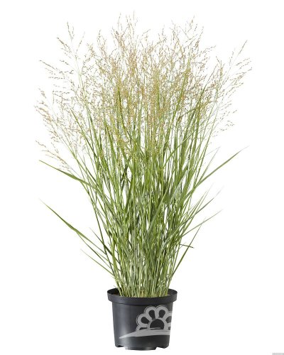 PROSO PRUTNATÉ - PANICUM VIRGATUM BUFFALO GREEN