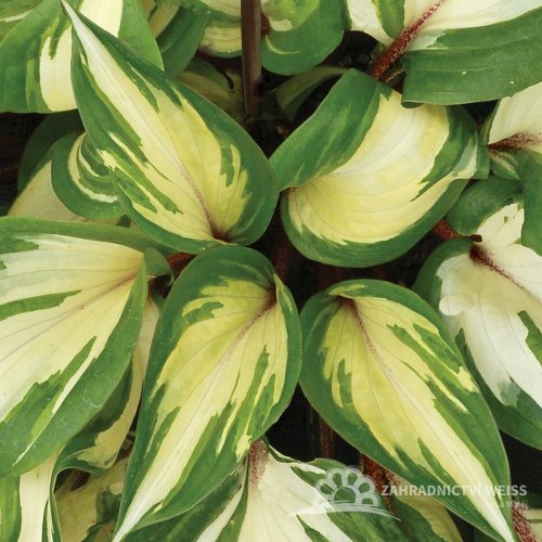 HOSTA HYBRIDA RASPBERRY SUNDAE