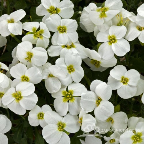 TAŘIČKA - AUBRIETA HYBRIDA - AXCENT WHITE