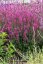 KYPREJ - LYTHRUM LUMINARA HOT PINK