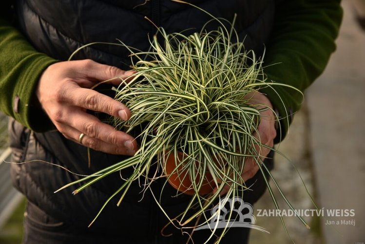 CAREX OSHIMENSIS MOONLIGHT