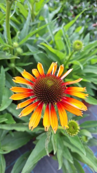 ECHINACEA PURPUREA SOMBRERO SPECIAL YELLOW RED