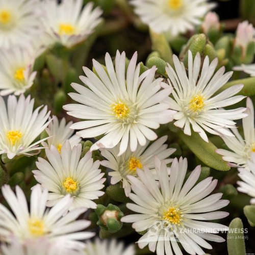 DELOSPERMA HYBRIDA GRAAF REINET