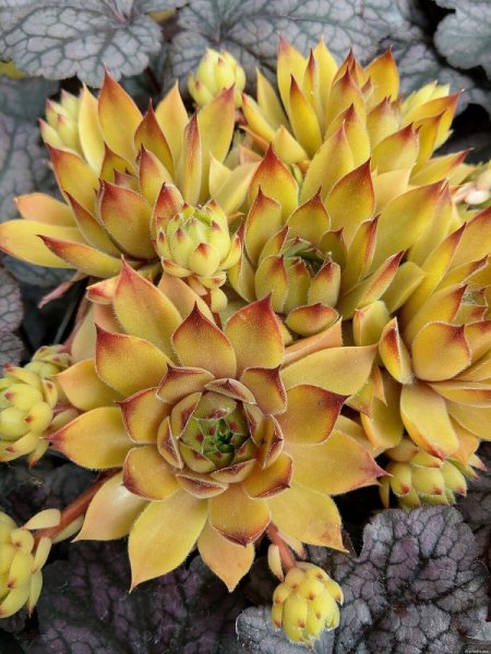 NETŘESK - SEMPERVIVUM HYBRIDA LEO