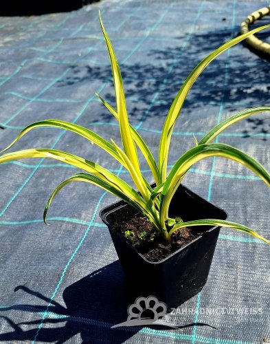 JUKA - YUCCA FILAMENTOSA COLOR GUARD