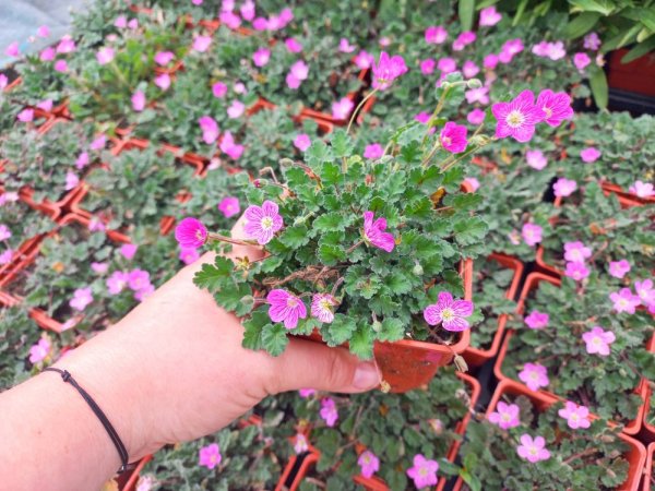 PUPAVKA – ERODIUM BISHOPS FORM