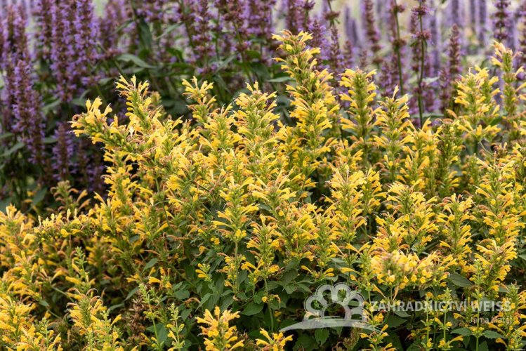 AGASTACHE KUDOS YELLOW