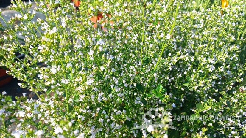 MARULKA LÉKAŘSKÁ – CALAMINTHA NEPETA - BÍLÁ