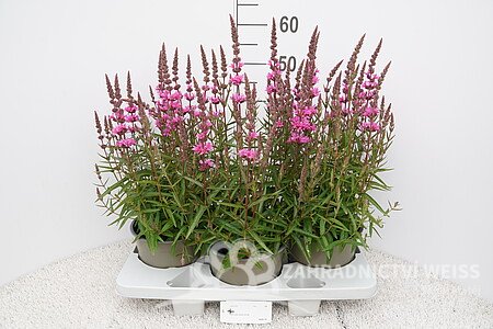 KYPREJ - LYTHRUM LUMINARA HOT PINK