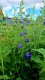 DELPHINIUM CULTORUM DELPHINITY F1 BLUE