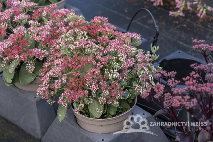 ROZCHODNÍK - SEDUM HYBR. ABBY DORE