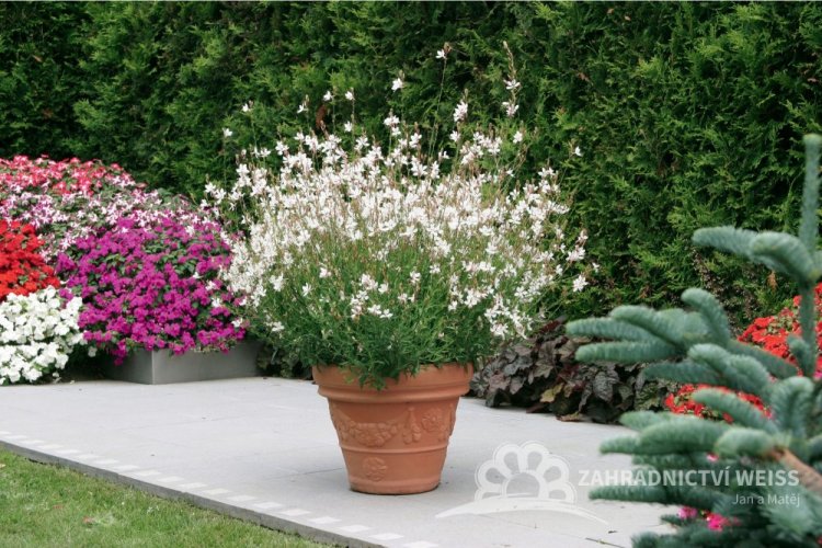 GAURA LINDHEIMERI – GEYSER WHITE