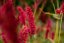 RDESNO - PERSICARIA AMPLEXICAULIS FAT DOMINO ®
