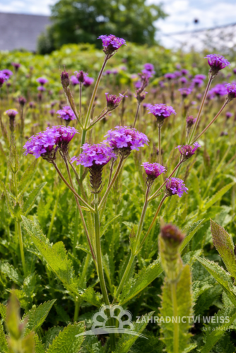 SPORÝŠ - VERBENA RIGIDA VENOSA LILAC