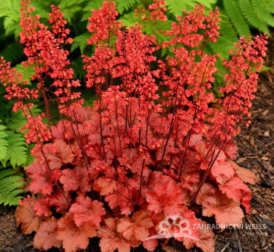 HEUCHERA CHERRY COLA