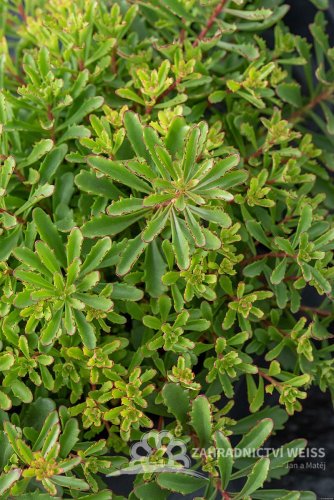 SEDUM FLORIFERUM