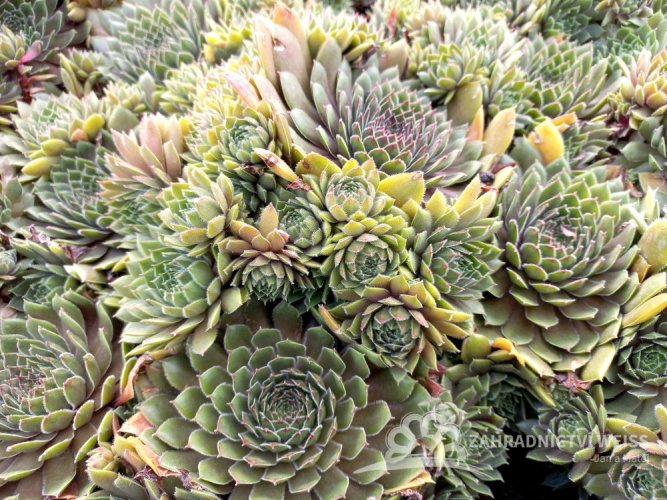 NETŘESK – BIG SAM CORAL GREY