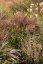 MISCANTHUS SINENSIS POLONUS