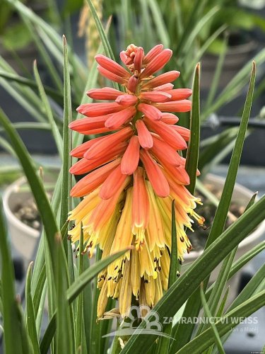 KLEOPATŘINA JEHLA - KNIPHOFIA ROCKET JR