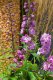 DELPHINIUM EXCALIBUR LILAC ROSE WHITE BEE