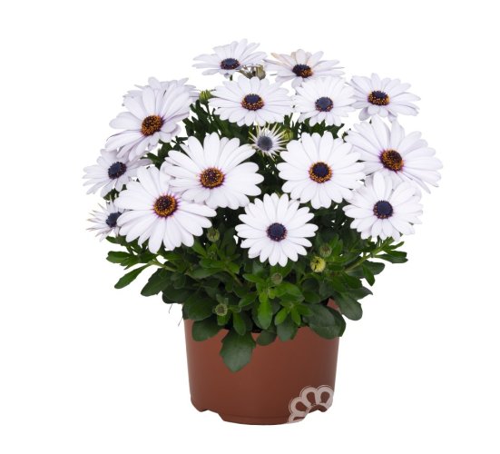 OSTEOSPERMUM BÍLE - MARGARITA WHITE