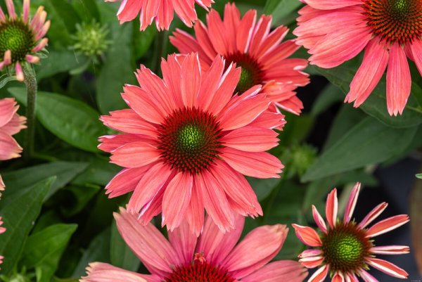 ECHINACEA SUNMAGIC VINTAGE WATERMELON