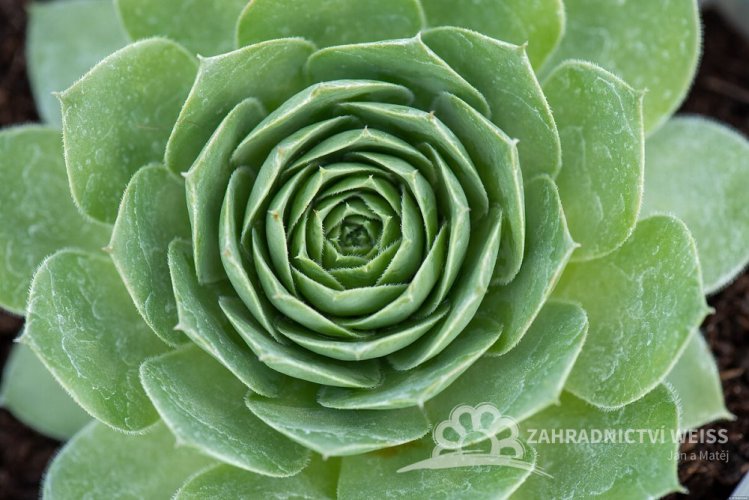 NETŘESK – SEMPERVIVUM BIG SAM JUMBO GREEN