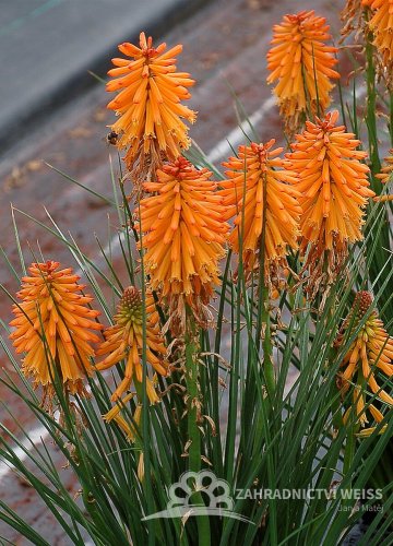 KLEOPATŘINA JEHLA - KNIPHOFIA "POCO ORANGE"