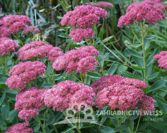 SEDUM SPECTABILE - ROZCHODNÍK NÁDHERNÝ