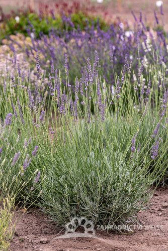 LEVANDULE PROSTŘEDNÍ - LAVANDULA INTERMEDIA DUTCH