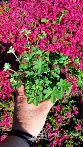 KONTRYHEL RUDONOHÝ - ALCHEMILLA ERYTHROPODA ALMA