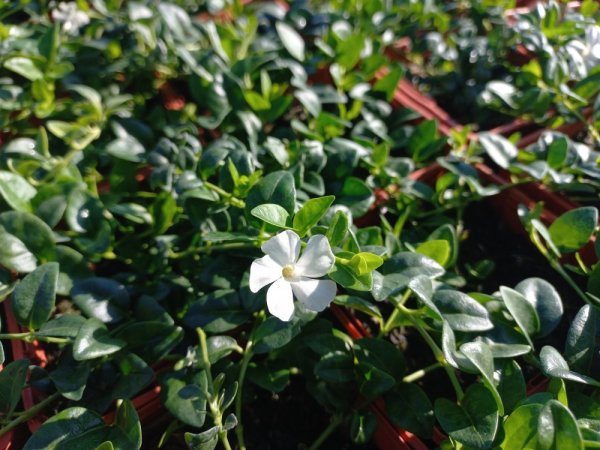 BARVÍNEK - VINCA MINOR ELISA