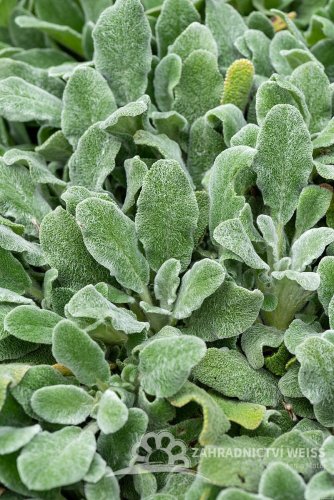 ČISTEC VLNATÝ - STACHYS BYZANTINA FILKY FLEECE