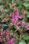SEDUM SPURIUM SCHORBUSER BLUT