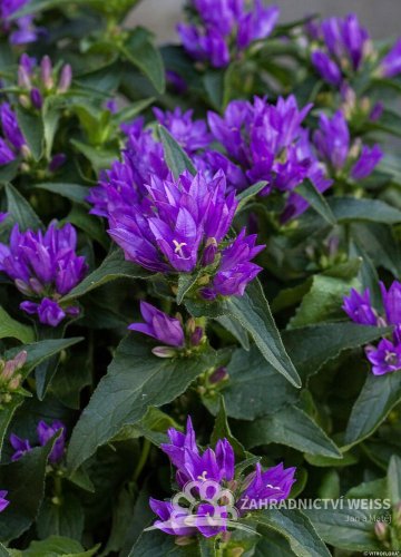 CAMPANULA GLOMERATA GENTI BLUE