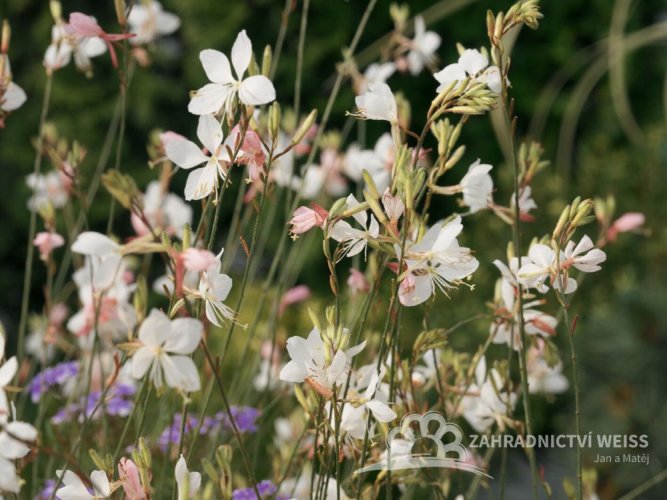 GAURA LINDHEIMERI – GEYSER WHITE