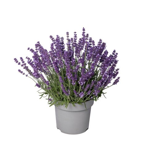 LEVANDULE - LAVANDULA ANGUSTIFOLIA  AROMATICO EVOLUTION
