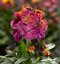 ERYSIMUM ERYSISTIBLE SUNSET