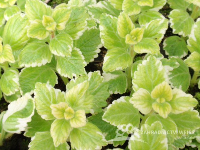 PLECTRANTHUS - MOLICE