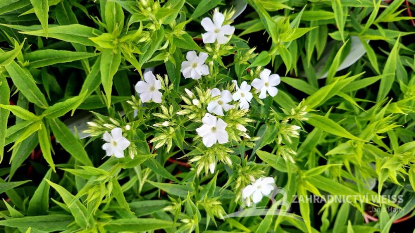 PHLOX PANICULATA EARLY WHITE ®