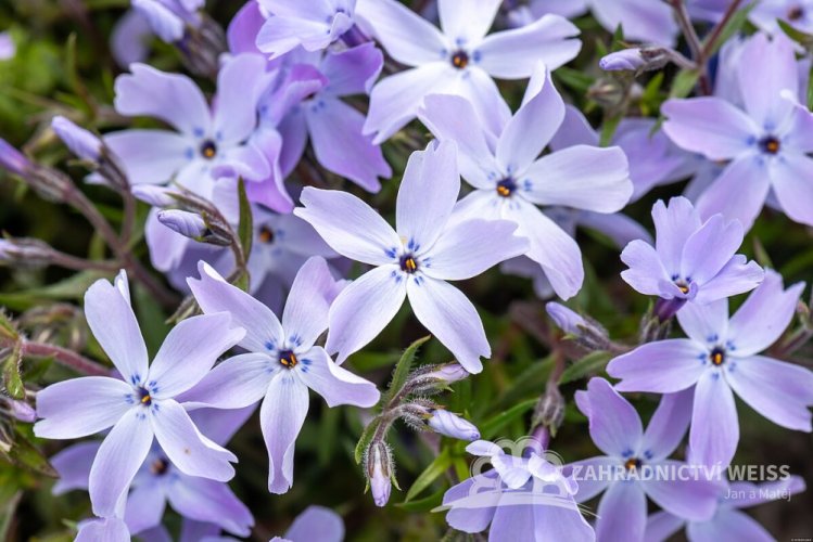 FLOX SKALKOVÝ - PHLOX SUBULATA G.F. WILSON