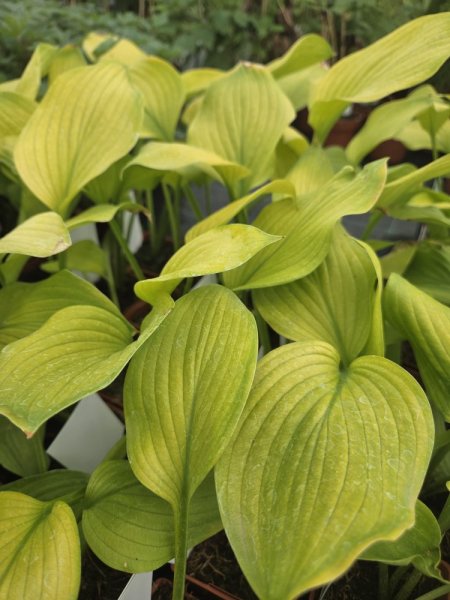HOSTA LARGE - AGE OF GOLD