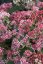 ROZCHODNÍK - SEDUM HYBR. ABBY DORE